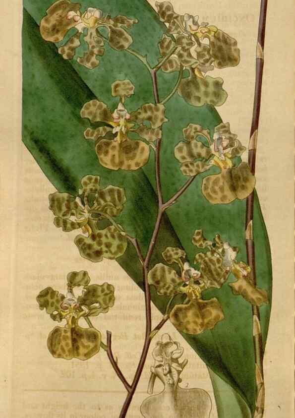 Reproducción/Reproduction 35083922482: Curtis's botanical magazine.. London ; New York [etc.] :Academic Press [etc.]