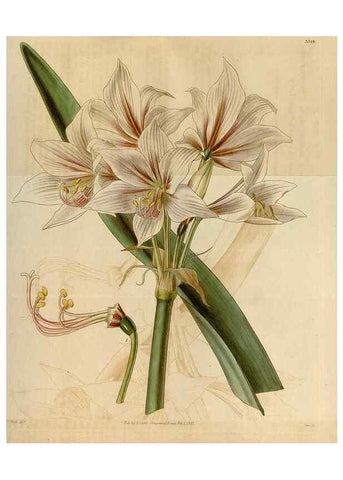 Reproducción/Reproduction 35119438101: Curtis's botanical magazine.. London ; New York [etc.] :Academic Press [etc.]
