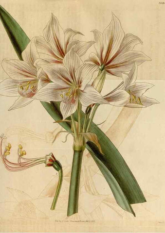 Reproducción/Reproduction 35119438101: Curtis's botanical magazine.. London ; New York [etc.] :Academic Press [etc.]