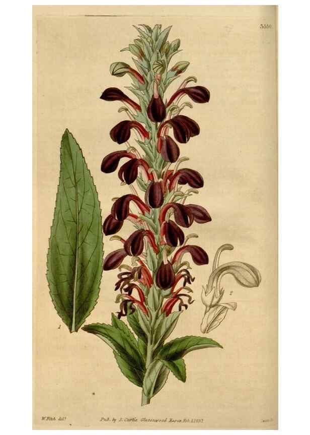 Reproducción/Reproduction 34405165894: Curtis's botanical magazine.. London ; New York [etc.] :Academic Press [etc.]