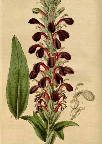 Reproducción/Reproduction 34405165894: Curtis's botanical magazine.. London ; New York [etc.] :Academic Press [etc.]