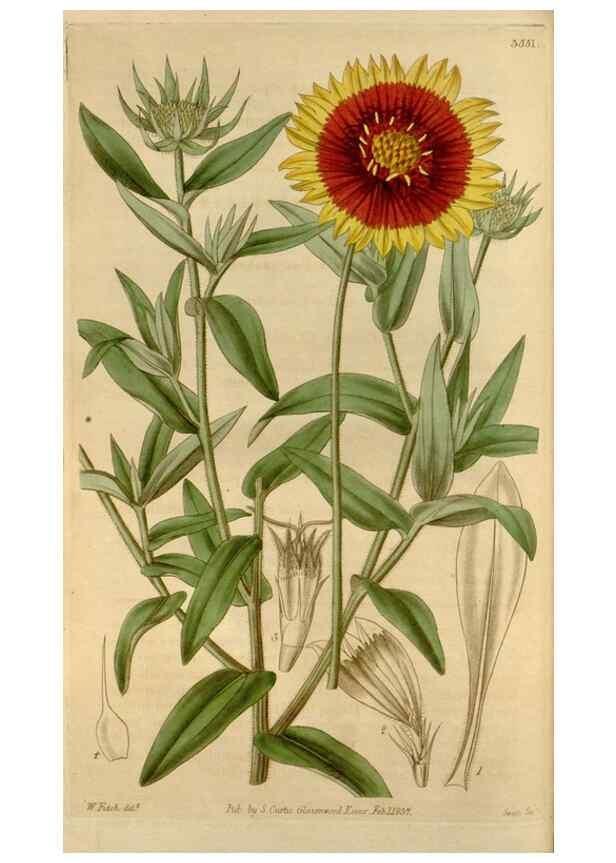 Reproducción/Reproduction 34405168644: Curtis's botanical magazine.. London ; New York [etc.] :Academic Press [etc.]