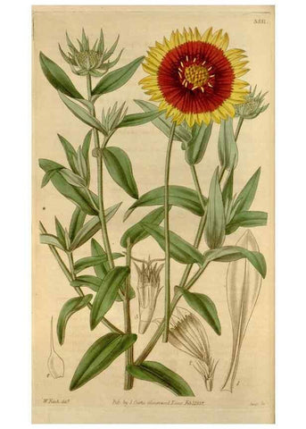 Reproducción/Reproduction 34405168644: Curtis's botanical magazine.. London ; New York [etc.] :Academic Press [etc.]