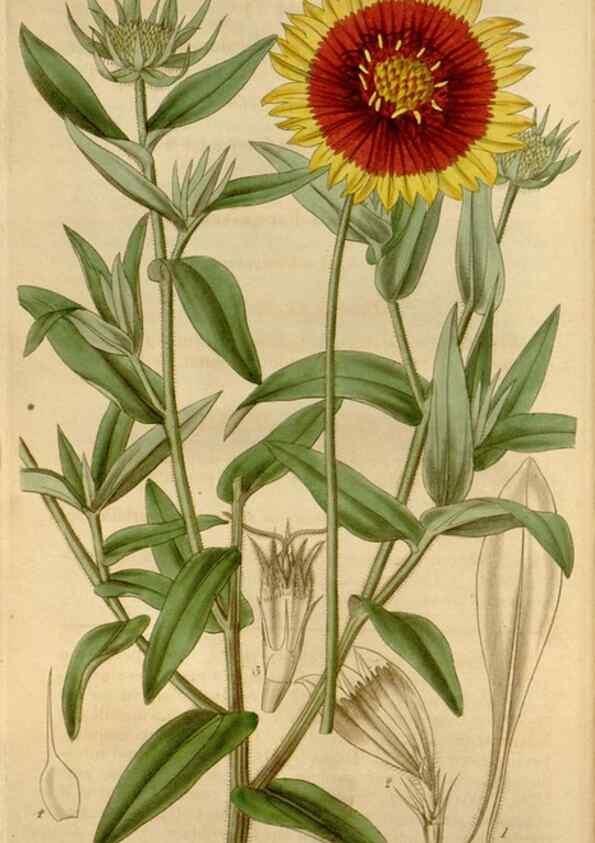 Reproducción/Reproduction 34405168644: Curtis's botanical magazine.. London ; New York [etc.] :Academic Press [etc.]
