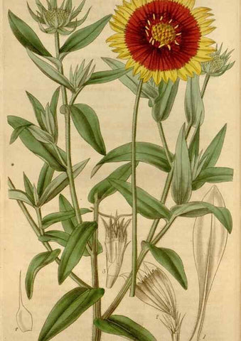 Reproducción/Reproduction 34405168644: Curtis's botanical magazine.. London ; New York [etc.] :Academic Press [etc.]