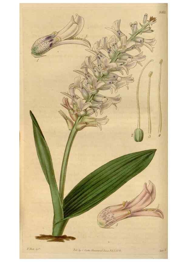 Reproducción/Reproduction 35119443811: Curtis's botanical magazine.. London ; New York [etc.] :Academic Press [etc.]