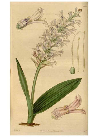Reproducción/Reproduction 35119443811: Curtis's botanical magazine.. London ; New York [etc.] :Academic Press [etc.]