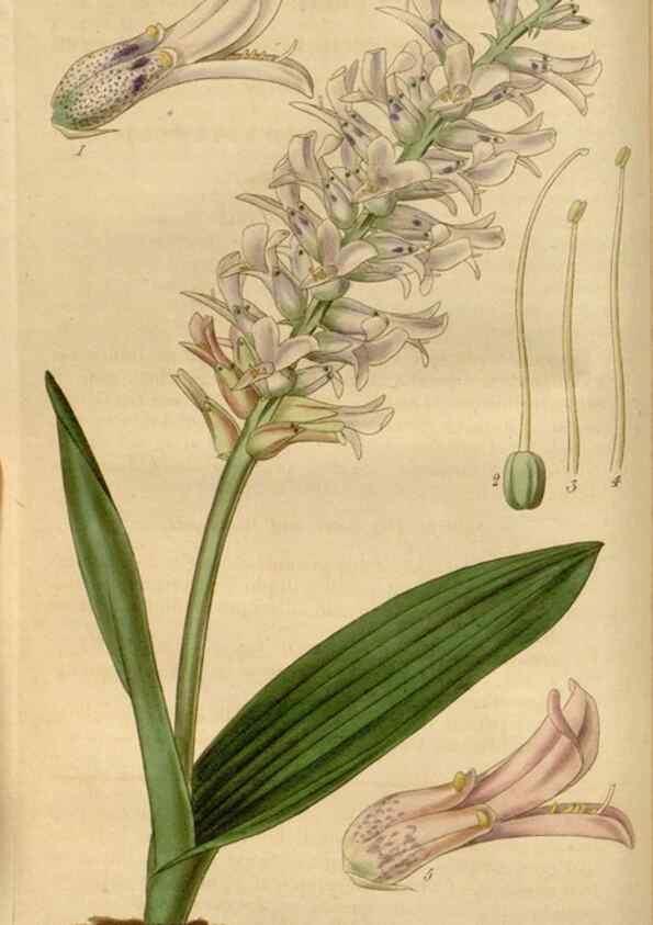 Reproducción/Reproduction 35119443811: Curtis's botanical magazine.. London ; New York [etc.] :Academic Press [etc.]
