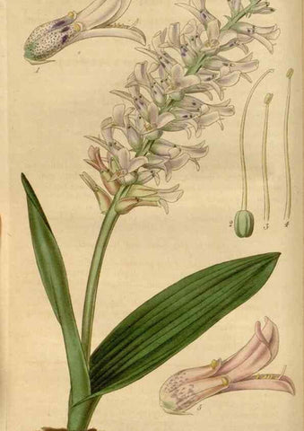 Reproducción/Reproduction 35119443811: Curtis's botanical magazine.. London ; New York [etc.] :Academic Press [etc.]