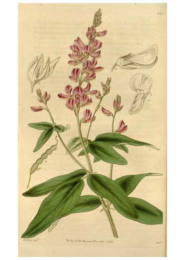 Reproducción/Reproduction 34405174444: Curtis's botanical magazine.. London ; New York [etc.] :Academic Press [etc.]