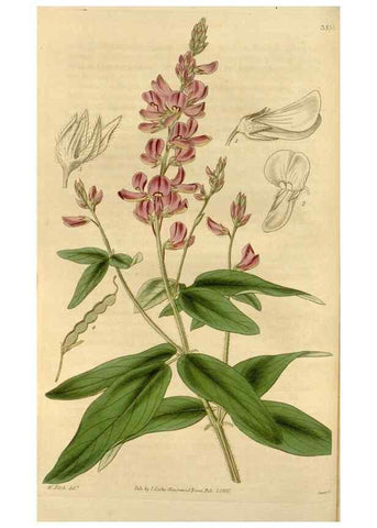 Reproducción/Reproduction 34405174444: Curtis's botanical magazine.. London ; New York [etc.] :Academic Press [etc.]
