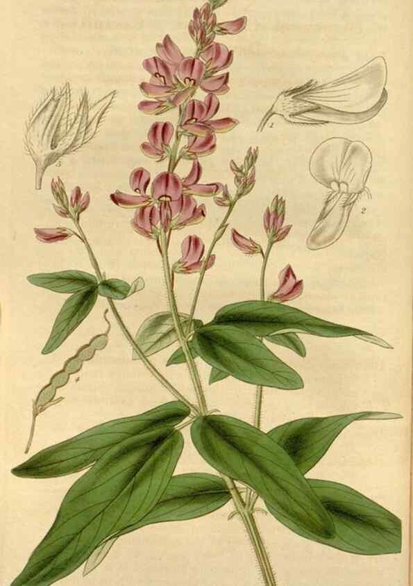 Reproducción/Reproduction 34405174444: Curtis's botanical magazine.. London ; New York [etc.] :Academic Press [etc.]