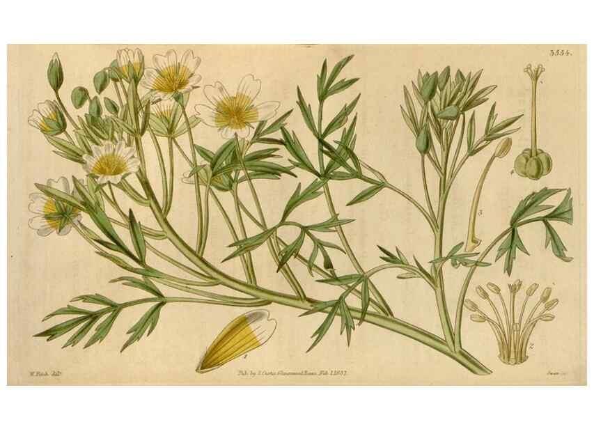 Reproducción/Reproduction 35209264636: Curtis's botanical magazine.. London ; New York [etc.] :Academic Press [etc.]