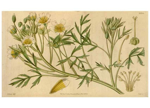Reproducción/Reproduction 35209264636: Curtis's botanical magazine.. London ; New York [etc.] :Academic Press [etc.]