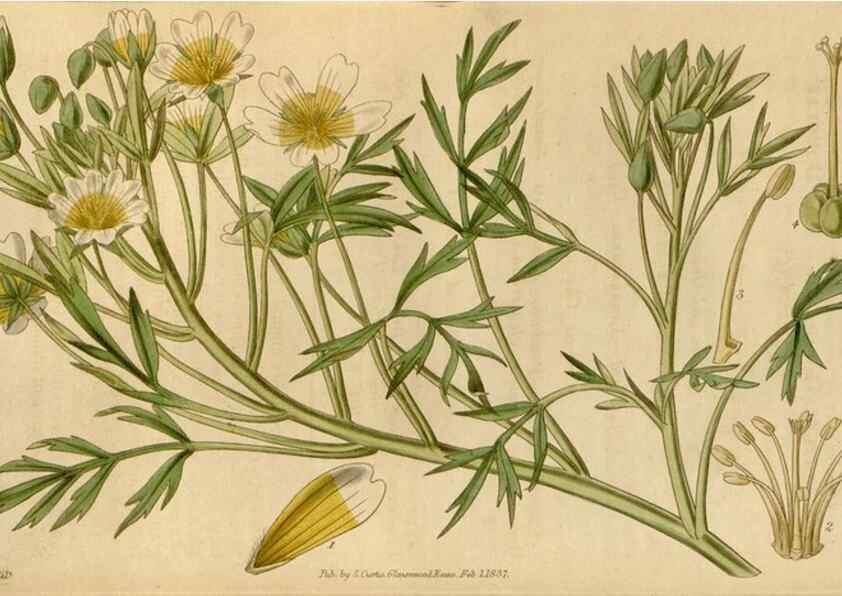 Reproducción/Reproduction 35209264636: Curtis's botanical magazine.. London ; New York [etc.] :Academic Press [etc.]