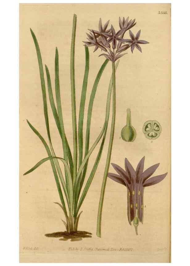 Reproducción/Reproduction 35249116465: Curtis's botanical magazine.. London ; New York [etc.] :Academic Press [etc.]