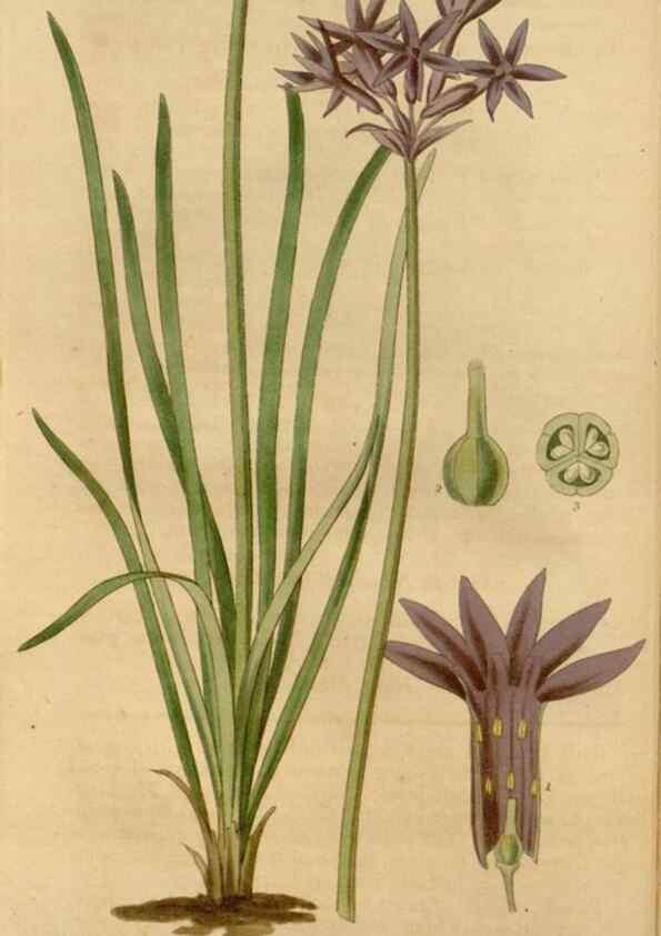 Reproducción/Reproduction 35249116465: Curtis's botanical magazine.. London ; New York [etc.] :Academic Press [etc.]