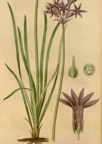 Reproducción/Reproduction 35249116465: Curtis's botanical magazine.. London ; New York [etc.] :Academic Press [etc.]