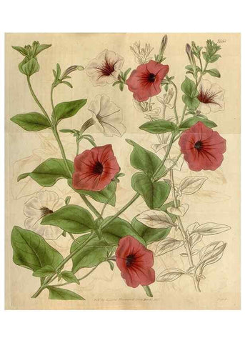 Reproducción/Reproduction 35249119345: Curtis's botanical magazine.. London ; New York [etc.] :Academic Press [etc.]