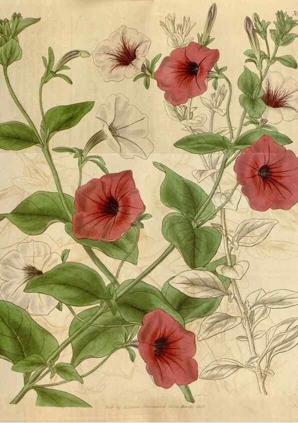 Reproducción/Reproduction 35249119345: Curtis's botanical magazine.. London ; New York [etc.] :Academic Press [etc.]