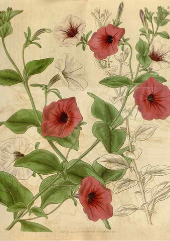 Reproducción/Reproduction 35249119345: Curtis's botanical magazine.. London ; New York [etc.] :Academic Press [etc.]