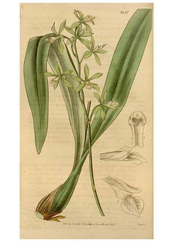 Reproducción/Reproduction 35209271946: Curtis's botanical magazine.. London ; New York [etc.] :Academic Press [etc.]