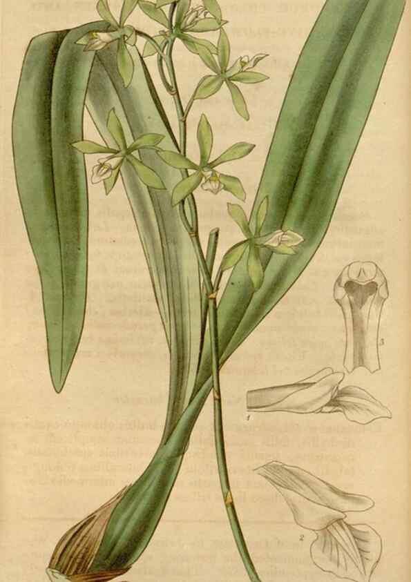Reproducción/Reproduction 35209271946: Curtis's botanical magazine.. London ; New York [etc.] :Academic Press [etc.]