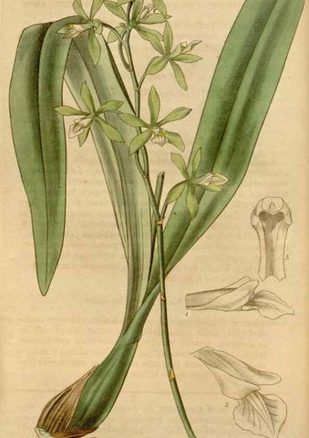 Reproducción/Reproduction 35209271946: Curtis's botanical magazine.. London ; New York [etc.] :Academic Press [etc.]