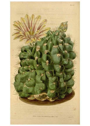 Reproducción/Reproduction 34405186104: Curtis's botanical magazine.. London ; New York [etc.] :Academic Press [etc.]