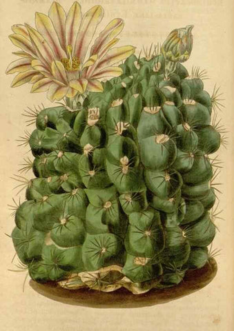 Reproducción/Reproduction 34405186104: Curtis's botanical magazine.. London ; New York [etc.] :Academic Press [etc.]