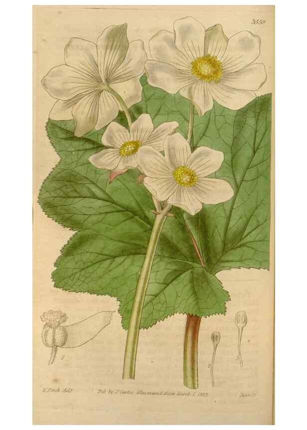 Reproducción/Reproduction 34405188334: Curtis's botanical magazine.. London ; New York [etc.] :Academic Press [etc.]
