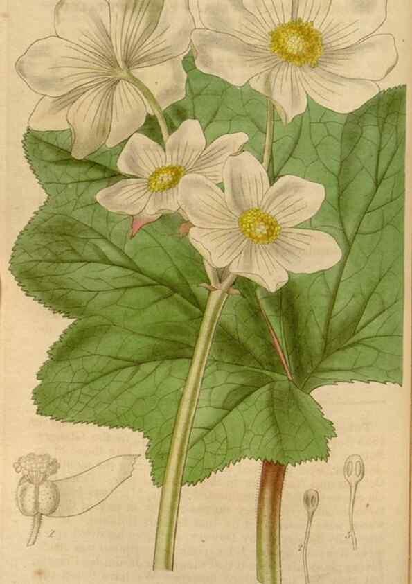 Reproducción/Reproduction 34405188334: Curtis's botanical magazine.. London ; New York [etc.] :Academic Press [etc.]