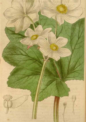 Reproducción/Reproduction 34405188334: Curtis's botanical magazine.. London ; New York [etc.] :Academic Press [etc.]