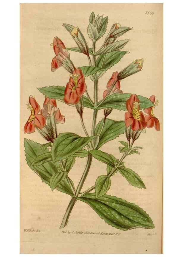 Reproducción/Reproduction 35249131965: Curtis's botanical magazine.. London ; New York [etc.] :Academic Press [etc.]