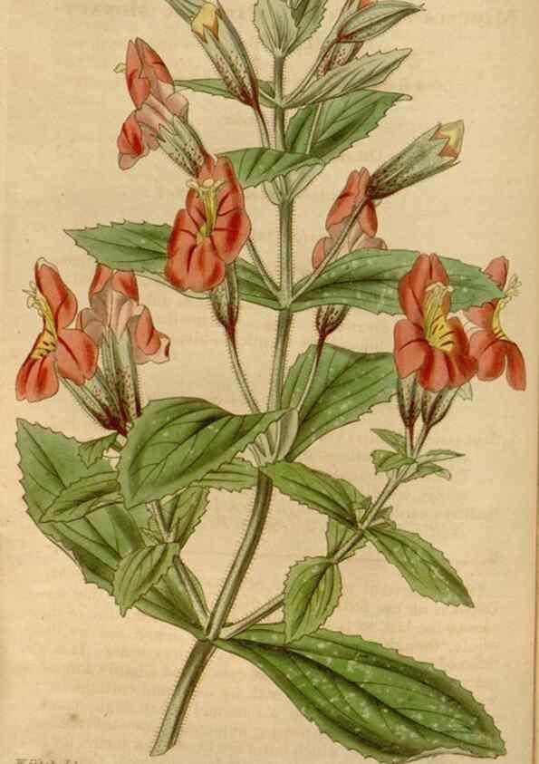 Reproducción/Reproduction 35249131965: Curtis's botanical magazine.. London ; New York [etc.] :Academic Press [etc.]