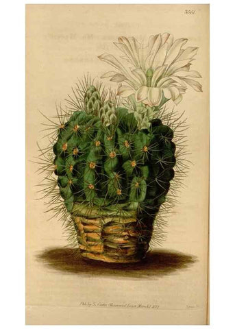 Reproducción/Reproduction 35083844222: Curtis's botanical magazine.. London ; New York [etc.] :Academic Press [etc.]