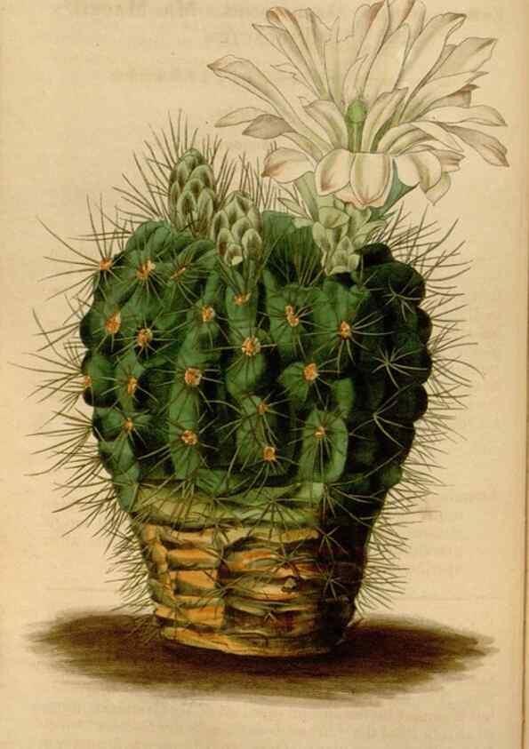 Reproducción/Reproduction 35083844222: Curtis's botanical magazine.. London ; New York [etc.] :Academic Press [etc.]