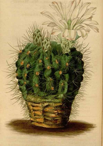 Reproducción/Reproduction 35083844222: Curtis's botanical magazine.. London ; New York [etc.] :Academic Press [etc.]