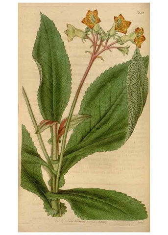 Reproducción/Reproduction 35083846652: Curtis's botanical magazine.. London ; New York [etc.] :Academic Press [etc.]