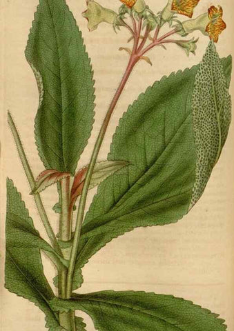 Reproducción/Reproduction 35083846652: Curtis's botanical magazine.. London ; New York [etc.] :Academic Press [etc.]