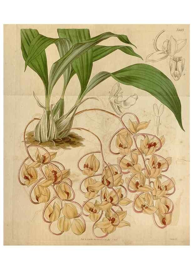 Reproducción/Reproduction 35119462021: Curtis's botanical magazine.. London ; New York [etc.] :Academic Press [etc.]
