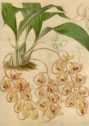 Reproducción/Reproduction 35119462021: Curtis's botanical magazine.. London ; New York [etc.] :Academic Press [etc.]