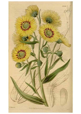 Reproducción/Reproduction 35119436081: Curtis's botanical magazine.. London ; New York [etc.] :Academic Press [etc.]