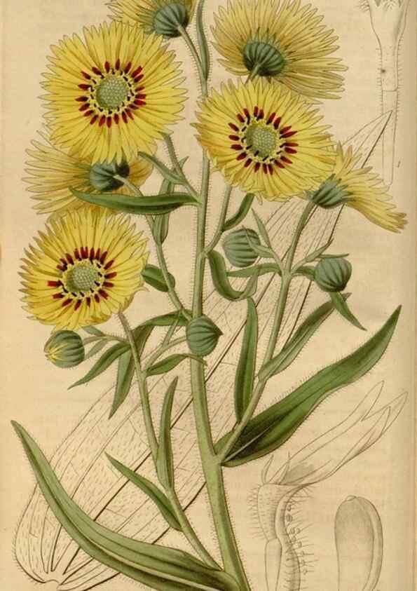 Reproducción/Reproduction 35119436081: Curtis's botanical magazine.. London ; New York [etc.] :Academic Press [etc.]