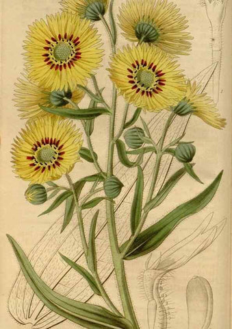 Reproducción/Reproduction 35119436081: Curtis's botanical magazine.. London ; New York [etc.] :Academic Press [etc.]