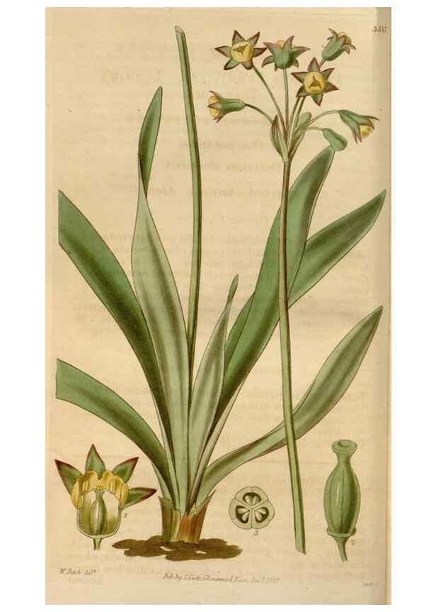Reproducción/Reproduction 34440098133: Curtis's botanical magazine.. London ; New York [etc.] :Academic Press [etc.]