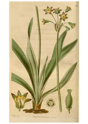 Reproducción/Reproduction 34440098133: Curtis's botanical magazine.. London ; New York [etc.] :Academic Press [etc.]