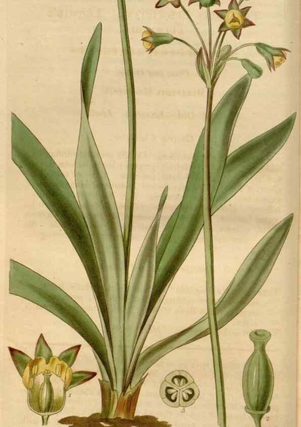 Reproducción/Reproduction 34440098133: Curtis's botanical magazine.. London ; New York [etc.] :Academic Press [etc.]
