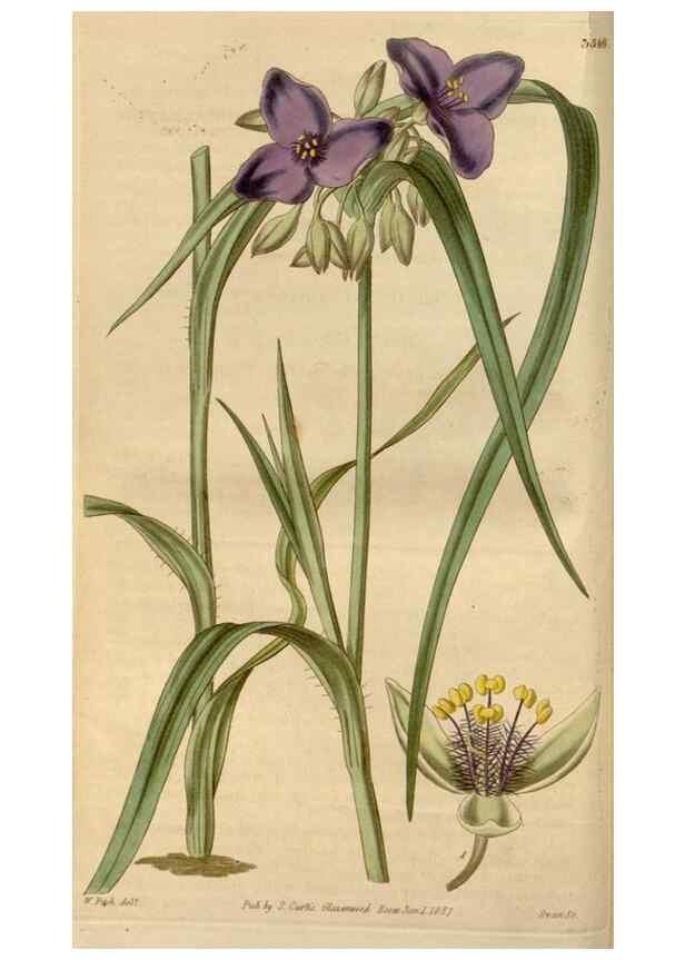 Reproducción/Reproduction 34440095113: Curtis's botanical magazine.. London ; New York [etc.] :Academic Press [etc.]