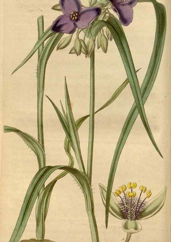 Reproducción/Reproduction 34440095113: Curtis's botanical magazine.. London ; New York [etc.] :Academic Press [etc.]